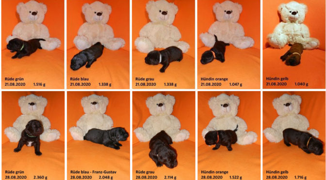 Teddybilder sind online