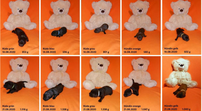 Teddybilder online