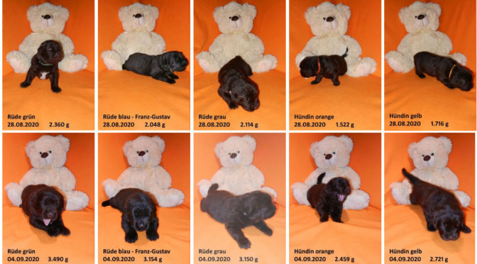 4. Fotoshooting mit dem Teddy